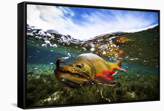 Underwater View of a Male Brook Trout in Patagonia Argentina-Matt Jones-Framed Stretched Canvas