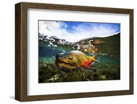 Underwater View of a Male Brook Trout in Patagonia Argentina-Matt Jones-Framed Photographic Print