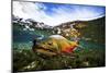 Underwater View of a Male Brook Trout in Patagonia Argentina-Matt Jones-Mounted Photographic Print