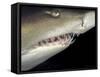 Underwater View of a Sand Tiger Shark, South Africa-Michele Westmorland-Framed Stretched Canvas