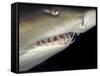 Underwater View of a Sand Tiger Shark, South Africa-Michele Westmorland-Framed Stretched Canvas