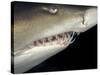 Underwater View of a Sand Tiger Shark, South Africa-Michele Westmorland-Stretched Canvas