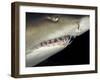 Underwater View of a Sand Tiger Shark, South Africa-Michele Westmorland-Framed Photographic Print