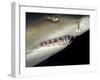 Underwater View of a Sand Tiger Shark, South Africa-Michele Westmorland-Framed Photographic Print