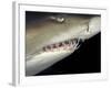 Underwater View of a Sand Tiger Shark, South Africa-Michele Westmorland-Framed Photographic Print