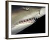 Underwater View of a Sand Tiger Shark, South Africa-Michele Westmorland-Framed Photographic Print