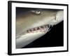 Underwater View of a Sand Tiger Shark, South Africa-Michele Westmorland-Framed Photographic Print