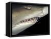 Underwater View of a Sand Tiger Shark, South Africa-Michele Westmorland-Framed Stretched Canvas