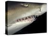 Underwater View of a Sand Tiger Shark, South Africa-Michele Westmorland-Stretched Canvas