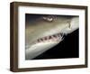 Underwater View of a Sand Tiger Shark, South Africa-Michele Westmorland-Framed Photographic Print