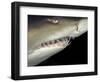 Underwater View of a Sand Tiger Shark, South Africa-Michele Westmorland-Framed Photographic Print