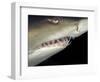 Underwater View of a Sand Tiger Shark, South Africa-Michele Westmorland-Framed Photographic Print