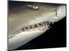Underwater View of a Sand Tiger Shark, South Africa-Michele Westmorland-Mounted Photographic Print