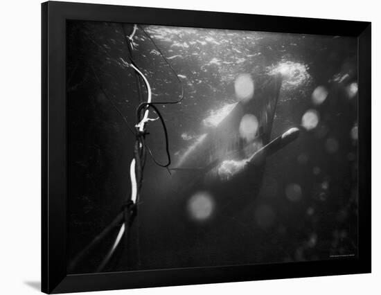 Underwater View of a Torpedo Being Launched from a Submarine-J^ R^ Eyerman-Framed Photographic Print