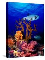 Underwater View of Bristly Puffer Fish (Arothron Hispidus) with Triggerfish and Anthias Fishes-null-Stretched Canvas