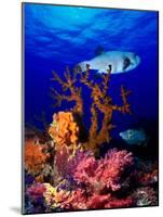 Underwater View of Bristly Puffer Fish (Arothron Hispidus) with Triggerfish and Anthias Fishes-null-Mounted Photographic Print