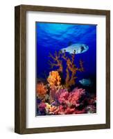 Underwater View of Bristly Puffer Fish (Arothron Hispidus) with Triggerfish and Anthias Fishes-null-Framed Photographic Print