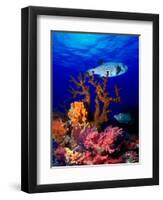 Underwater View of Bristly Puffer Fish (Arothron Hispidus) with Triggerfish and Anthias Fishes-null-Framed Photographic Print