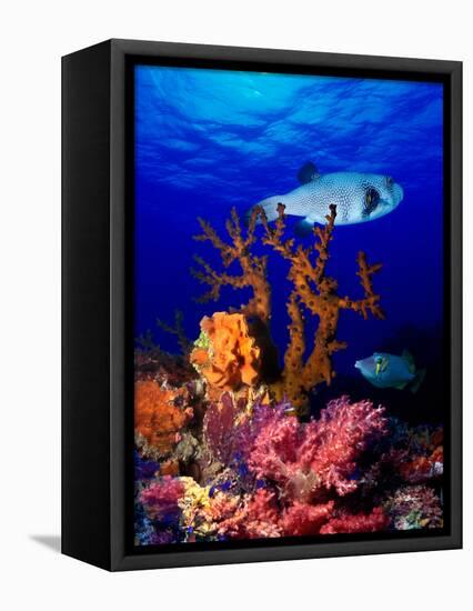 Underwater View of Bristly Puffer Fish (Arothron Hispidus) with Triggerfish and Anthias Fishes-null-Framed Stretched Canvas