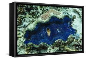 Underwater View of Giant Clam (Tridacna Spp)-Michael Nolan-Framed Stretched Canvas