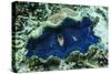 Underwater View of Giant Clam (Tridacna Spp)-Michael Nolan-Stretched Canvas
