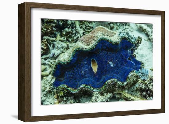 Underwater View of Giant Clam (Tridacna Spp)-Michael Nolan-Framed Photographic Print