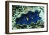 Underwater View of Giant Clam (Tridacna Spp)-Michael Nolan-Framed Photographic Print