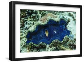 Underwater View of Giant Clam (Tridacna Spp)-Michael Nolan-Framed Photographic Print