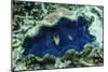 Underwater View of Giant Clam (Tridacna Spp)-Michael Nolan-Mounted Photographic Print