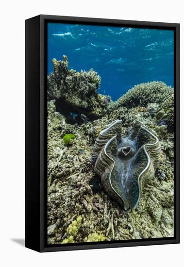 Underwater View of Giant Clam (Tridacna Spp)-Michael Nolan-Framed Stretched Canvas