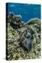 Underwater View of Giant Clam (Tridacna Spp)-Michael Nolan-Stretched Canvas