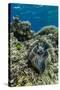 Underwater View of Giant Clam (Tridacna Spp)-Michael Nolan-Stretched Canvas