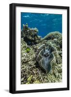 Underwater View of Giant Clam (Tridacna Spp)-Michael Nolan-Framed Photographic Print