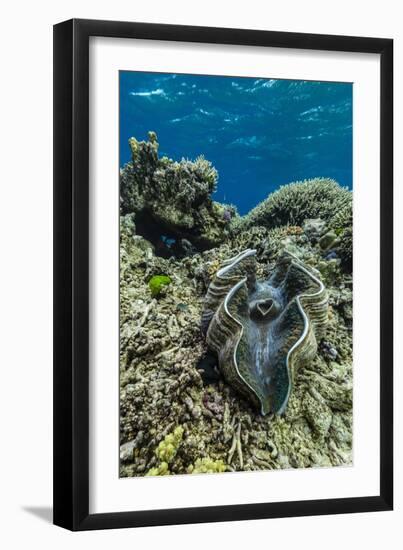 Underwater View of Giant Clam (Tridacna Spp)-Michael Nolan-Framed Photographic Print