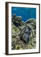 Underwater View of Giant Clam (Tridacna Spp)-Michael Nolan-Framed Photographic Print