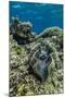Underwater View of Giant Clam (Tridacna Spp)-Michael Nolan-Mounted Photographic Print