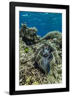 Underwater View of Giant Clam (Tridacna Spp)-Michael Nolan-Framed Photographic Print