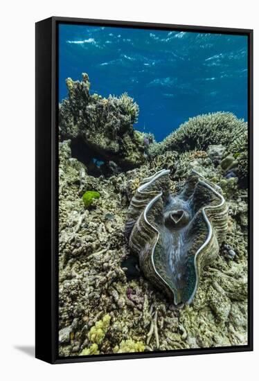 Underwater View of Giant Clam (Tridacna Spp)-Michael Nolan-Framed Stretched Canvas