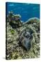 Underwater View of Giant Clam (Tridacna Spp)-Michael Nolan-Stretched Canvas