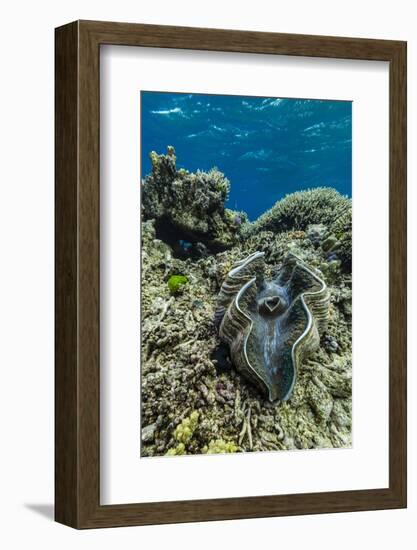 Underwater View of Giant Clam (Tridacna Spp)-Michael Nolan-Framed Photographic Print