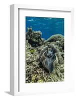 Underwater View of Giant Clam (Tridacna Spp)-Michael Nolan-Framed Photographic Print