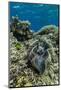 Underwater View of Giant Clam (Tridacna Spp)-Michael Nolan-Mounted Photographic Print