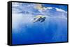 Underwater View of Green Sea Turtle in Hawaii-Paul Souders-Framed Stretched Canvas