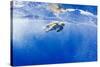 Underwater View of Green Sea Turtle in Hawaii-Paul Souders-Stretched Canvas