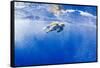 Underwater View of Green Sea Turtle in Hawaii-Paul Souders-Framed Stretched Canvas