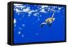 Underwater View of Green Sea Turtle in Hawaii-Paul Souders-Framed Stretched Canvas