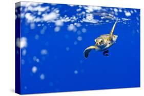 Underwater View of Green Sea Turtle in Hawaii-Paul Souders-Stretched Canvas