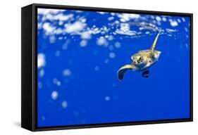 Underwater View of Green Sea Turtle in Hawaii-Paul Souders-Framed Stretched Canvas