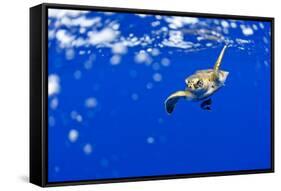 Underwater View of Green Sea Turtle in Hawaii-Paul Souders-Framed Stretched Canvas
