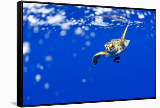 Underwater View of Green Sea Turtle in Hawaii-Paul Souders-Framed Stretched Canvas